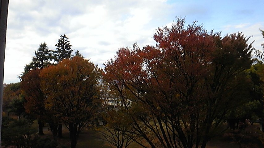 紅葉してきたなー_c0038722_143632100.jpg