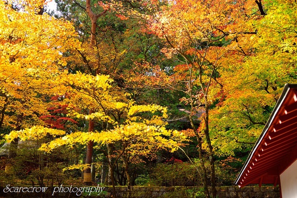 ちょこっと紅葉_a0255123_021947.jpg