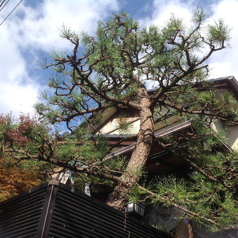 松の剪定と・・2チームで。_f0031037_1736374.jpg