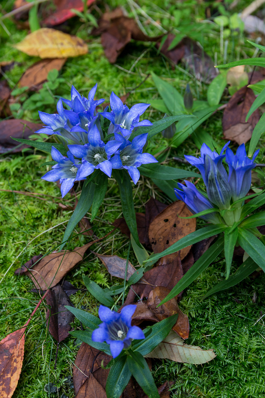 秋の花々・常照寺_f0155048_23351133.jpg