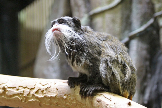 千葉ＺＯＯ～動物科学館の多彩な動物たち_e0294253_00303335.jpg