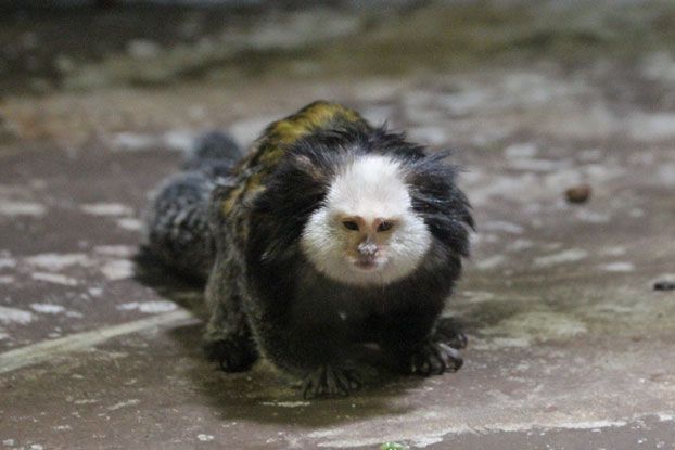 千葉ＺＯＯ～動物科学館の多彩な動物たち_e0294253_00355955.jpg