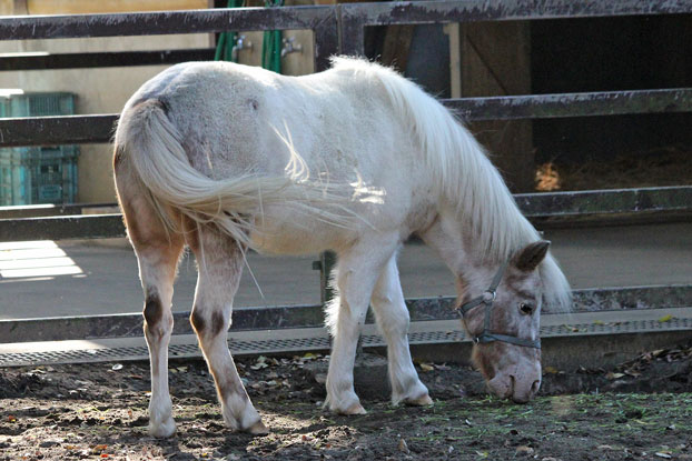 千葉ＺＯＯ～子ども動物園：ばん馬と乳牛_e0294253_21003712.jpg