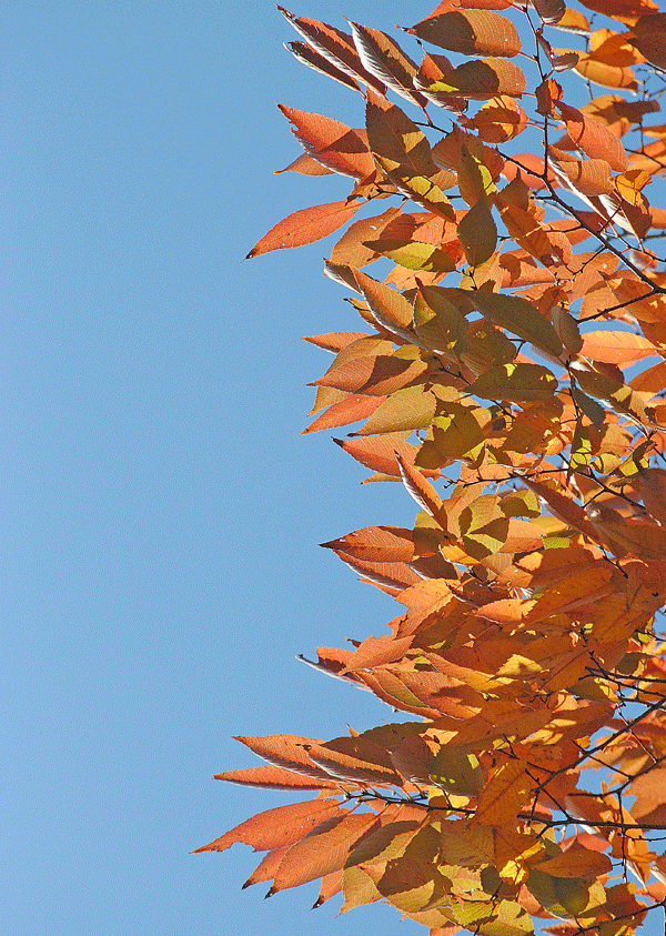 a0001354_2212044.gif