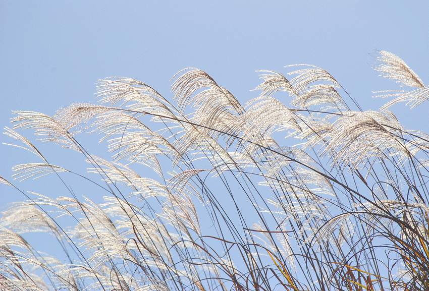 a0001354_2273857.gif