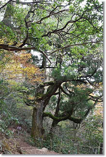 2014年筑波山・・・古木のブナと紫峰杉と男女川源流_b0053765_22421161.jpg