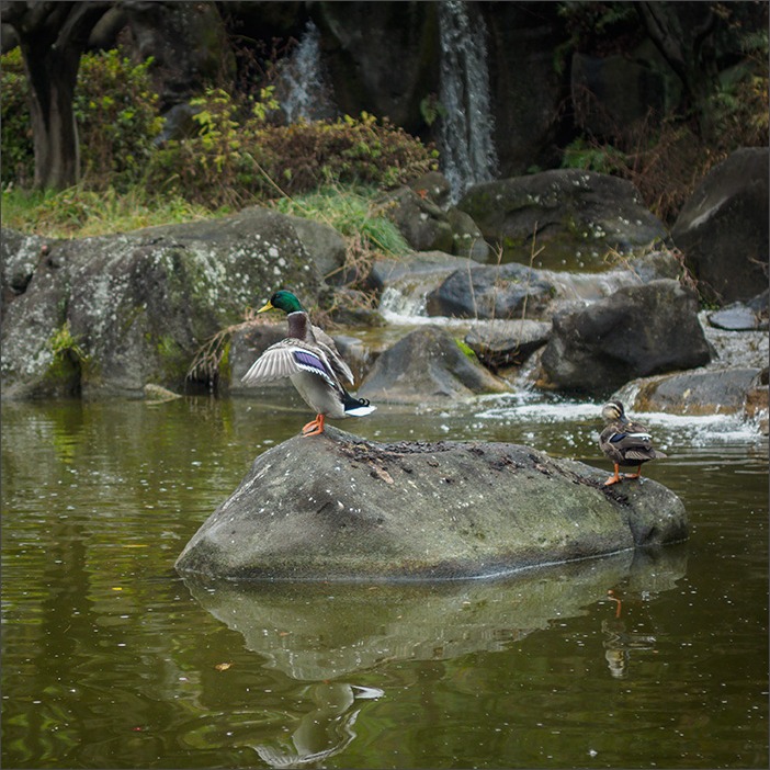 晩秋_a0161380_717199.jpg