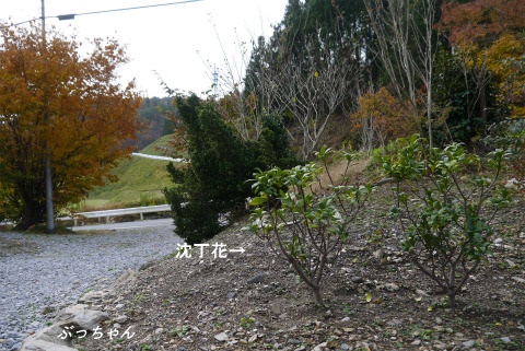 f0353990_11015500.jpg