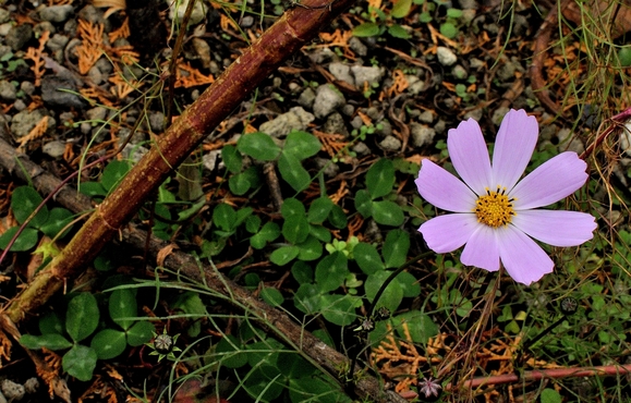 a0248908_2350580.jpg