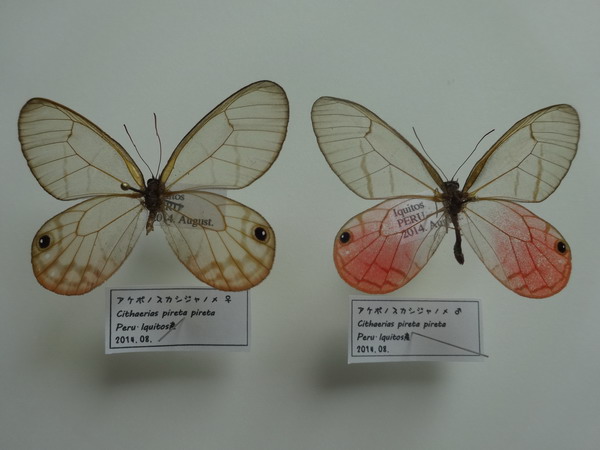 昆虫標本1点限り　レア　アンドロメダスカシジャノメ　蝶　標本