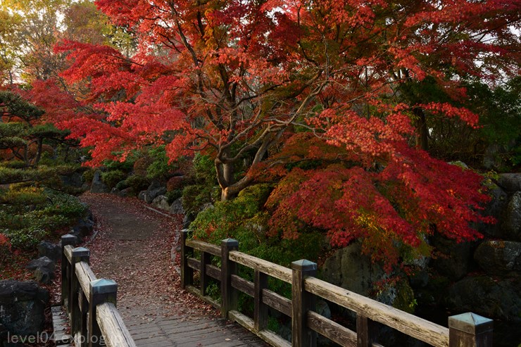 桜山公園 ～紅葉と冬桜～ 1_d0319222_1183857.jpg