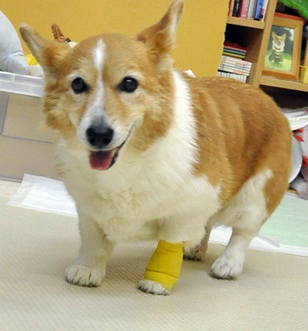 モモ記録 2014/11/8~11/10_d0102523_1053112.jpg