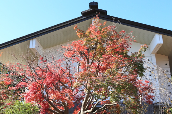 東北紅葉旅（その４）毛越寺（モウツウジ）_f0229832_17392236.jpg