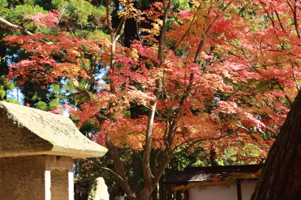 東北紅葉旅（その４）毛越寺（モウツウジ）_f0229832_1740875.jpg