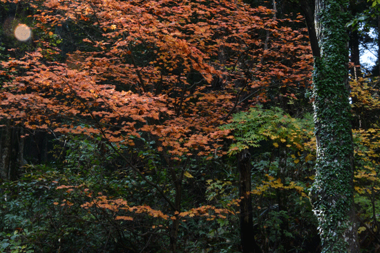 c0093046_17313384.gif
