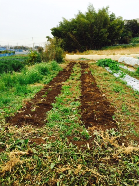 夏野菜全て抜きました　　玉葱の定植の畝とします_c0222448_15363174.jpg