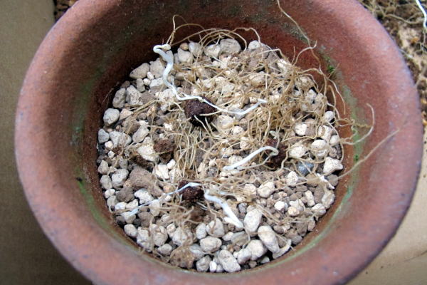 c0147952_0385557.jpg