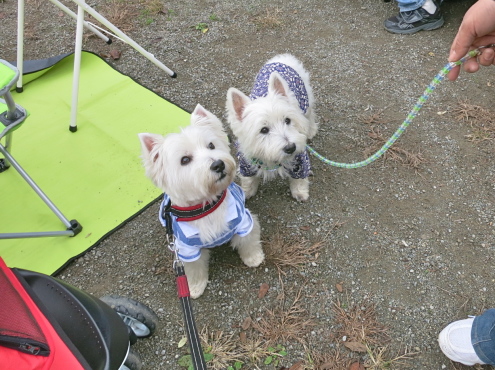 行ってきたよっ!ウエスティーパーティー♡_c0260460_08105924.jpg