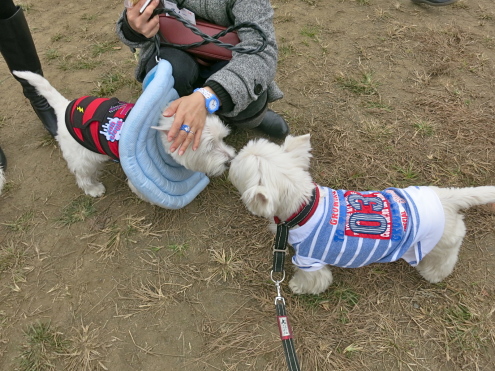 行ってきたよっ!ウエスティーパーティー♡_c0260460_08115181.jpg