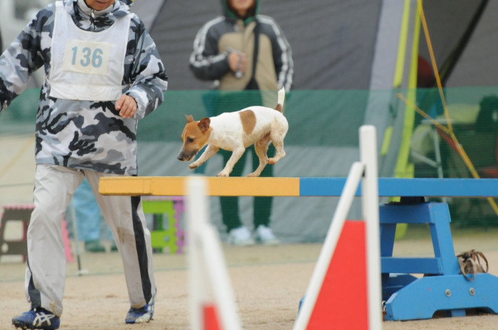 山口中央クラブアジリティー競技会　‘14/11/9　＃２_d0230464_23470985.jpg