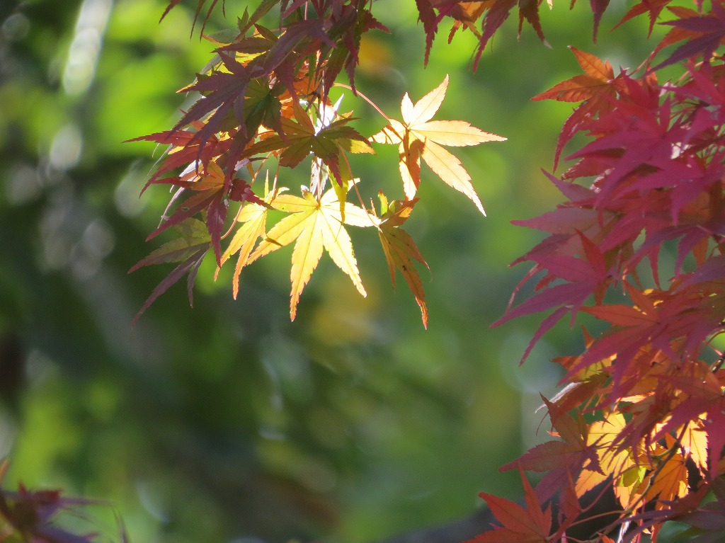 紅葉　佐倉市　志津南公園　２０１４年１１月10日_e0117266_9473458.jpg