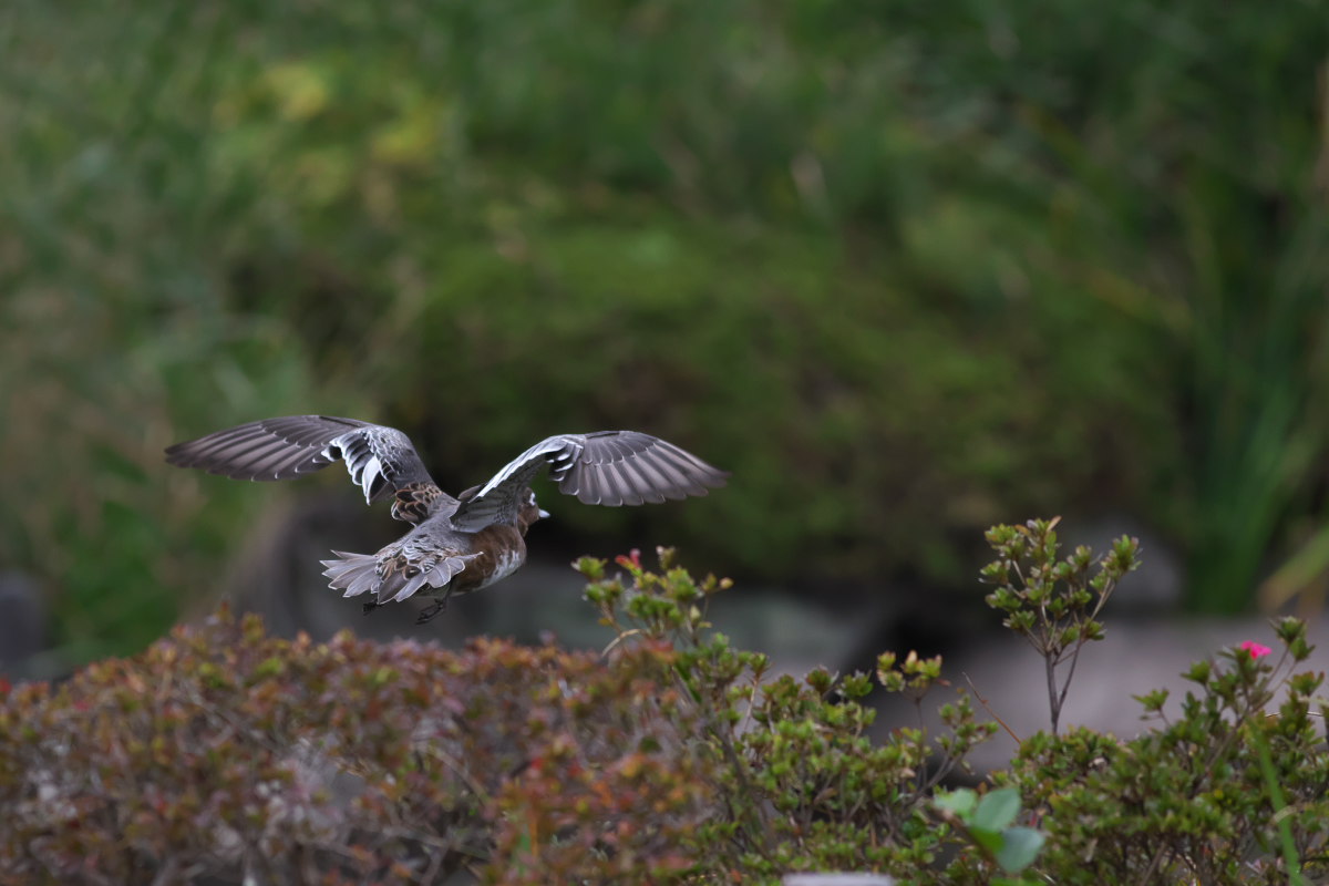 カモの池　ヒドリガモ（緋鳥鴨）他_a0083081_10325886.jpg