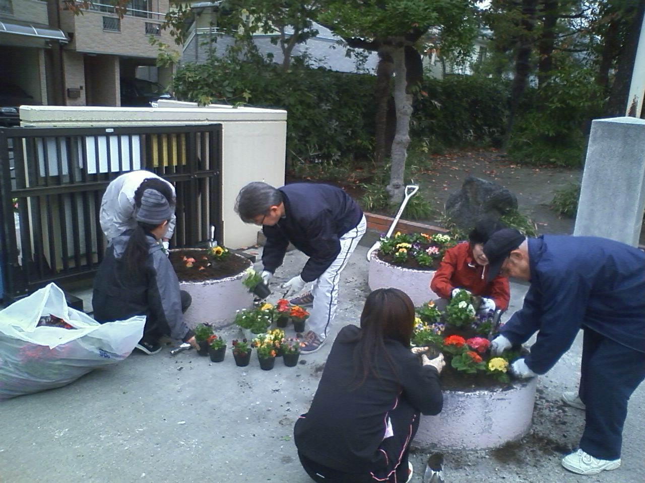 今朝は葛飾小学校の学校地域応援団で花いっぱい運動ボランティア〜冬の花とチューリップの球根を植えました_e0178884_1558721.jpg