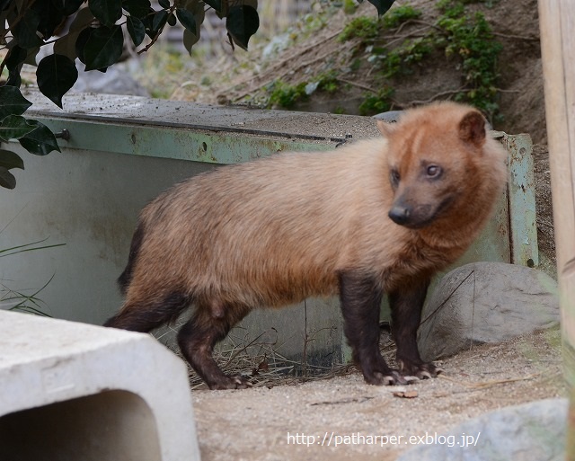 ２０１４年１１月　京都市動物園_a0052986_23233269.jpg