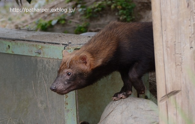 ２０１４年１１月　京都市動物園_a0052986_2324233.jpg