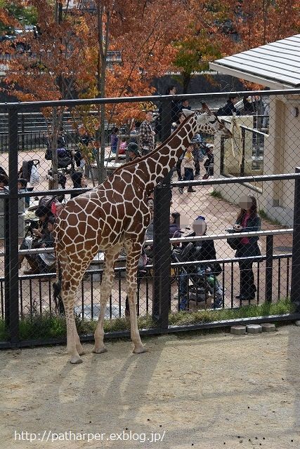 ２０１４年１１月　京都市動物園_a0052986_7452178.jpg
