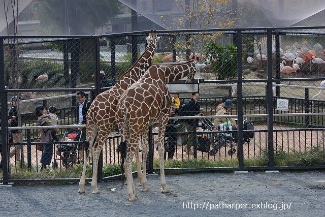 ２０１４年１１月　京都市動物園_a0052986_7455924.jpg