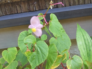 a0088892_12584231.jpg