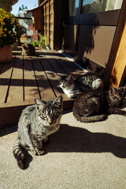 界隈猫景色＃24　神社を前に（1）_b0286898_08253173.jpg