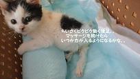 里親さま募集中 ☆ 育_f0242002_1065430.jpg