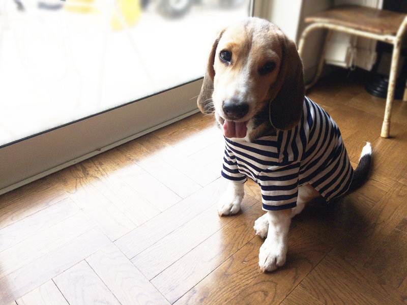 初めての洋服 リンク♪_f0051306_09121192.jpg