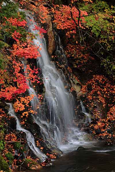 紅葉最高潮♪中野もみじ山_d0113707_0111074.jpg