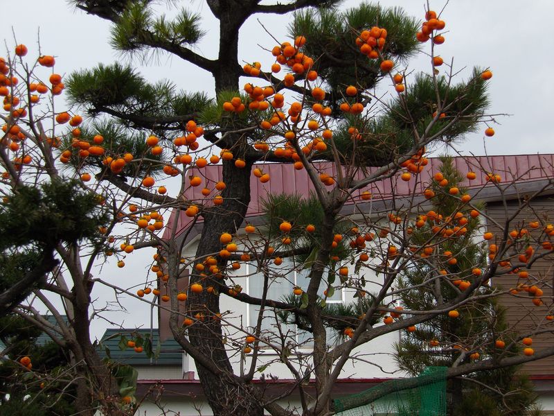札幌の干し柿_c0025115_17445448.jpg