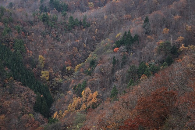 ♪　それぞれの秋　Ⅱ　♪_e0242721_7105412.jpg