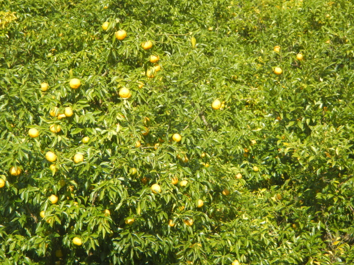 a0248230_20391478.jpg