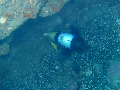 2014年11月12日(水・晴れ)室戸_d0164831_15423762.jpg