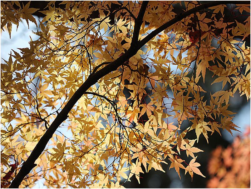 神社の紅葉・・・３_e0275733_8235691.jpg