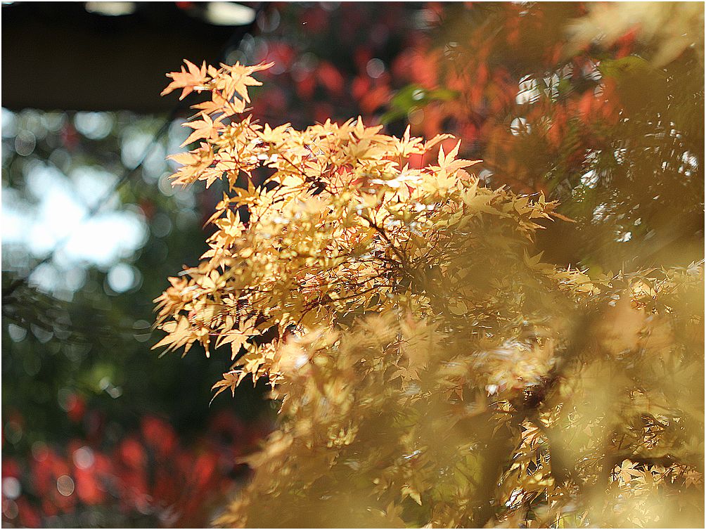 神社の紅葉・・・３_e0275733_8242556.jpg