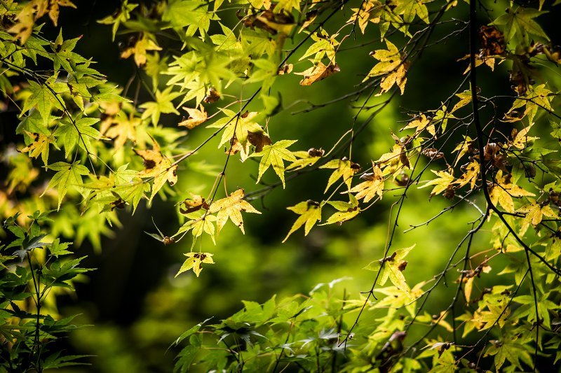 筑紫耶馬溪の紅葉_f0002946_19294535.jpg