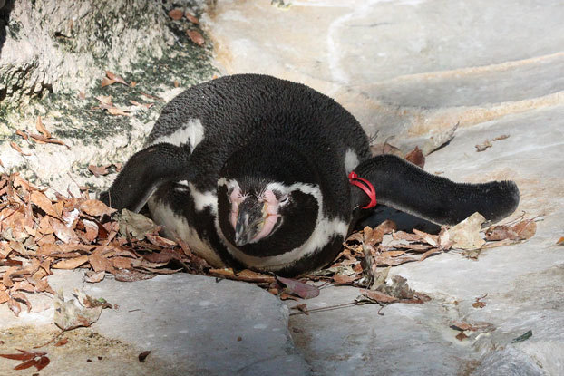 千葉ＺＯＯ～子ども動物園：フンボルトペンギンと多彩な小動物_e0294253_18160183.jpg