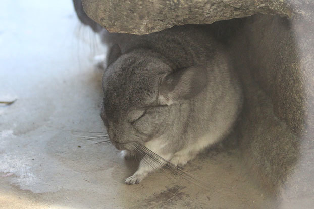 千葉ＺＯＯ～子ども動物園：フンボルトペンギンと多彩な小動物_e0294253_18193768.jpg