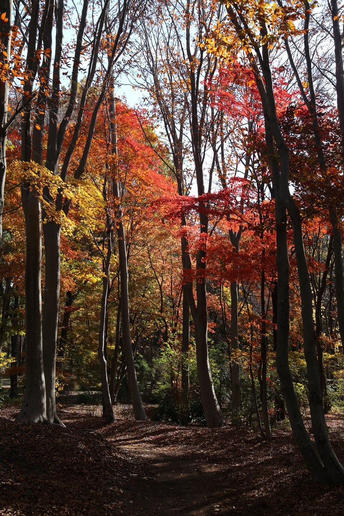 赤城自然園の紅葉_a0278554_52376.jpg