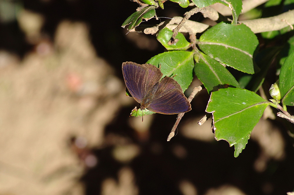 ２０１４．１１．７　千葉県・マテバシイの公園　ムラサキツバメ　　　２０１４．１１．１３ （記）_a0181059_16323923.jpg