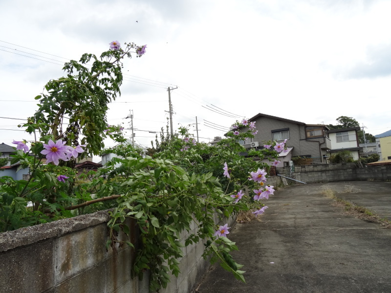 c0108460_17560445.jpg