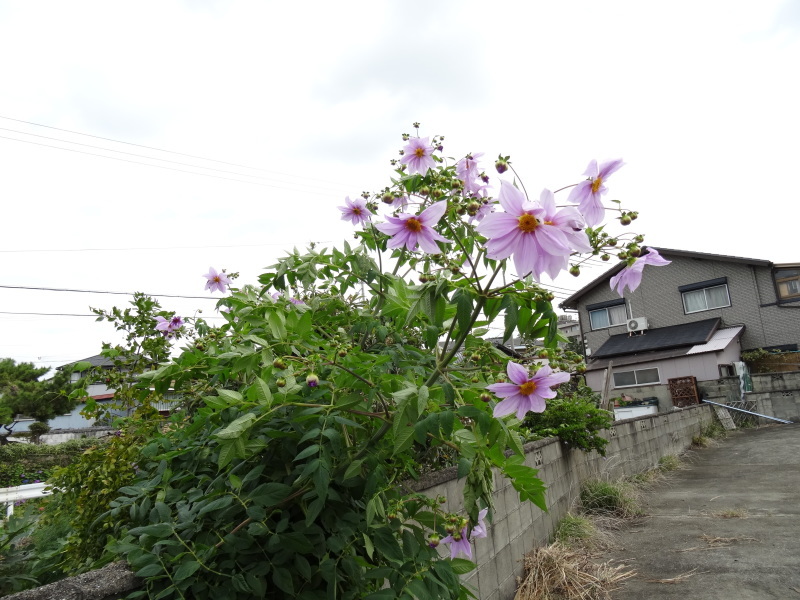 c0108460_17560591.jpg