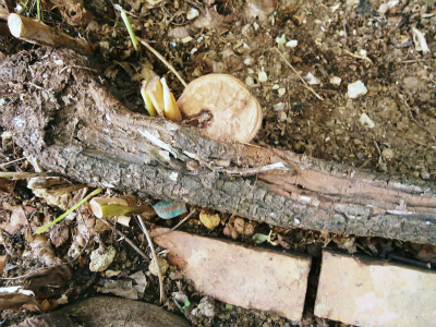 c0180460_16163461.jpg